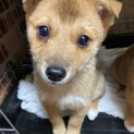 柴犬風　２ヶ月半　兄弟　男の子