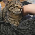 キジトラの子猫くん