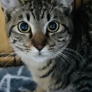 4歳1ヶ月　キジ猫　おとなしい　なる君