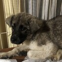 【里親様決定】アイス♀の幸せが見つかりました♡