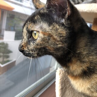 人間大好き★オレンジラインが魅力