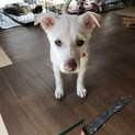 人懐っこさ抜群☆どれみちゃん★3ヶ月♀
