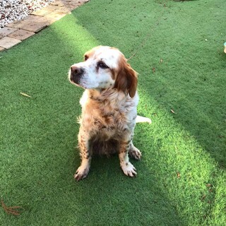 人懐こくてお利口さんなシニアです♀