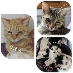 ねこの譲渡会in浜松