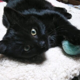 生後5ヶ月くらいの黒猫、雄。