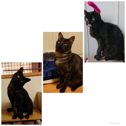 猫の譲渡会in浜松