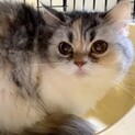 ちょっとビビりピーコちゃんスコ♀★代理投稿★