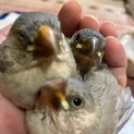 文鳥のヒナの里親募集