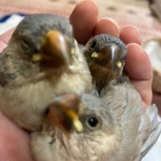 文鳥のヒナの里親募集
