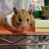 まだまだ元気いっぱい！こちらで引き取った2019年生まれ女の子。
