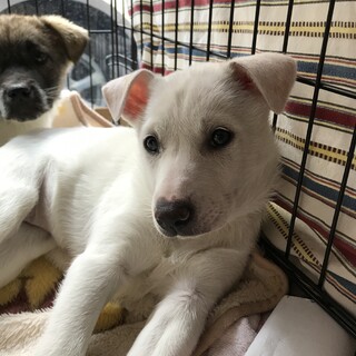 お見合い予定あり★3ヶ月♀