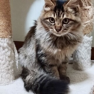 ビビリでおっとり☆レオンくん