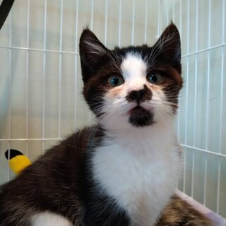 人見知りのない蘭丸くん♪