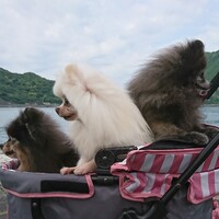 まりも・てんてん・ゆず