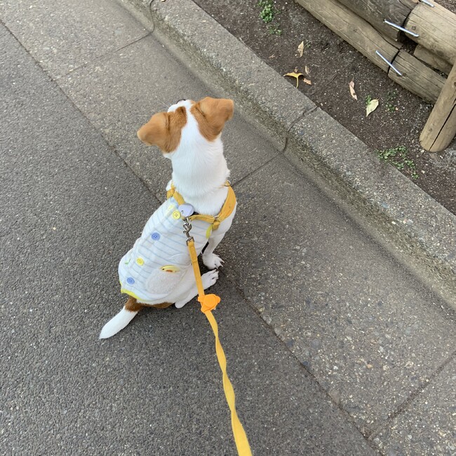やない02のカバー写真