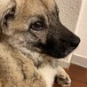 5ヶ月大人しい吠えません☆家族募集中☆ サムネイル2