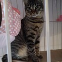 豊中市◎かわいい雄猫ポンちゃん