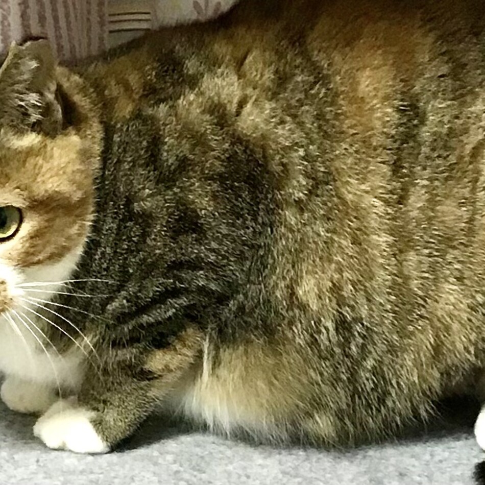 こまめのカバー写真