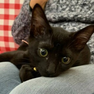 誰の膝にも乗る♪チビクロくん