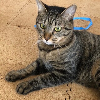 かりんちゃん、ずっとのおうちが決まりました❣️