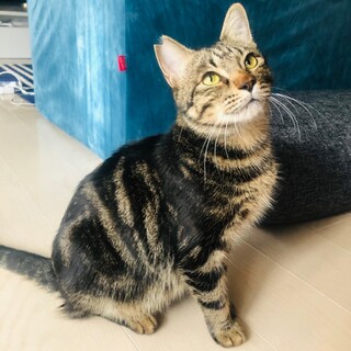 アビーくん❗️ずっとのおうちが決まりました。