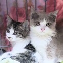 二匹一緒のお家を探しています♪♪(募集一時停止)