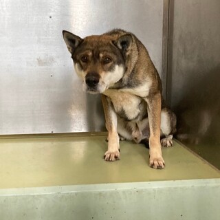 控えめ男子のカイトくん