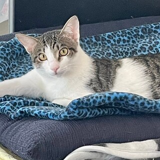 みぞれくん❗️ずっとのおうちが決まりました。