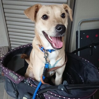 愉快な油っくん♫ 甘えたでちょっとおバカ