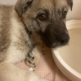 5ヶ月大人しい吠えません☆家族募集中☆