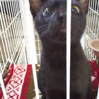 【クロ♂】沖縄の離島久米島から里親募集中！