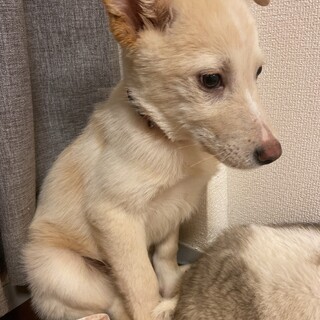 無駄吠えなしポエム4ヶ月☆家族を探してます。