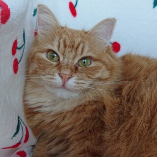 ふわふわ茶トラ女子　こなつちゃん