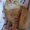 ふわふわ茶トラ女子　こなつちゃん サムネイル4