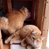 ふわふわ茶トラ女子　こなつちゃん サムネイル7