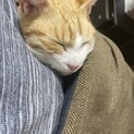 このまま野良に戻します？かわいがってみませんか？