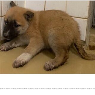 たくさんの子犬が収容されています。804〜809