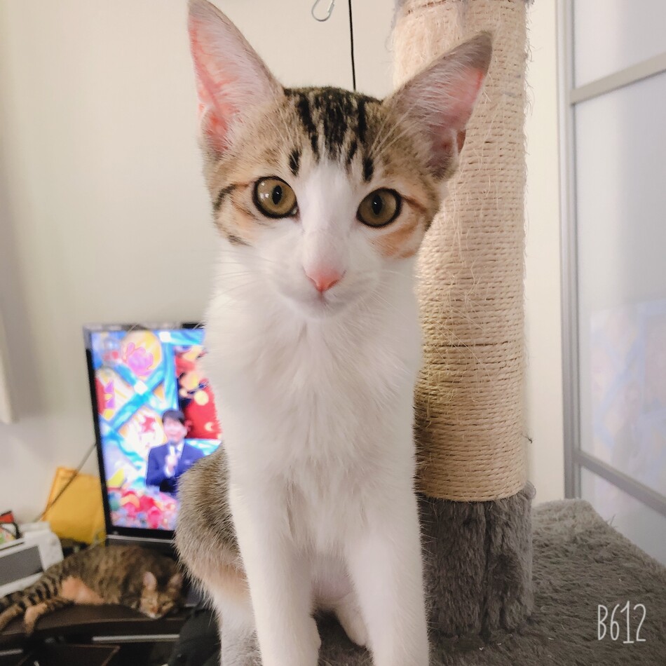 まこものカバー写真
