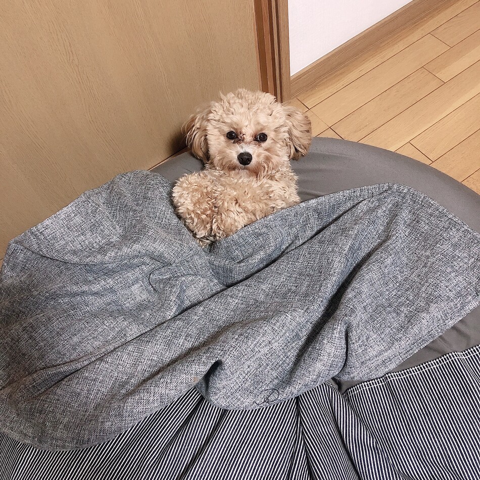 チロルのカバー写真