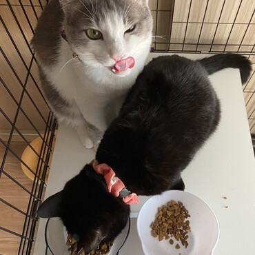 ご飯とられてますよ