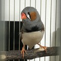可愛い声のキンカチョウ