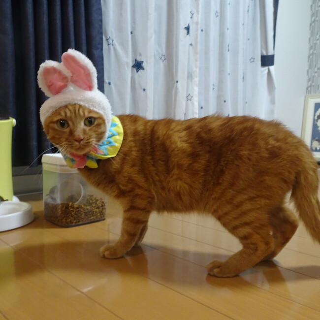 ku.maiのカバー写真