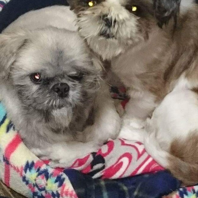 ソラ、コロのカバー写真