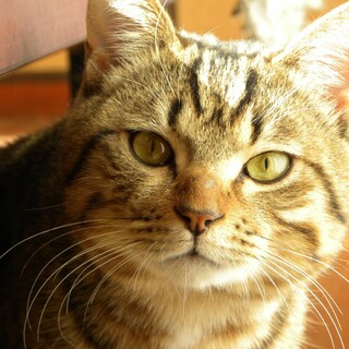 抱っこも出来ます！美男子系キジトラ君