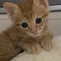 可愛い子猫♡