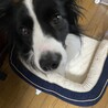 フーイ