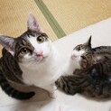 チェルシーくんシャルル2匹一緒で！