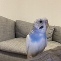 人懐っこいセキセイインコの里親を募集いたします。