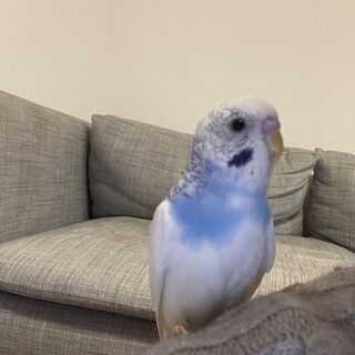 人懐っこいセキセイインコの里親を募集いたします。