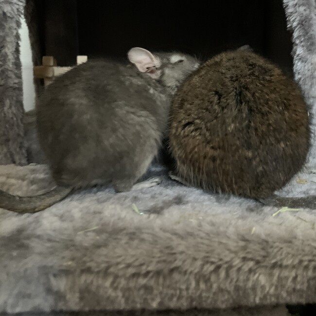 みづ菌のカバー写真